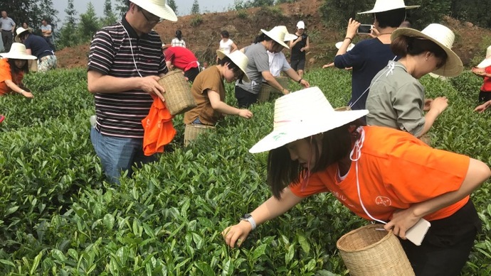 這片北緯30°的優(yōu)質(zhì)茶園，探索了產(chǎn)業(yè)扶貧擁抱“互聯(lián)網(wǎng)+“新路