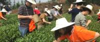 這片北緯30°的優(yōu)質(zhì)茶園，探索了產(chǎn)業(yè)扶貧擁抱“互聯(lián)網(wǎng)+“新路