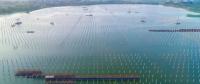 泗洪光伏發(fā)電應(yīng)用領(lǐng)跑基地2、4號漁光互補項目建設(shè)紀(jì)實